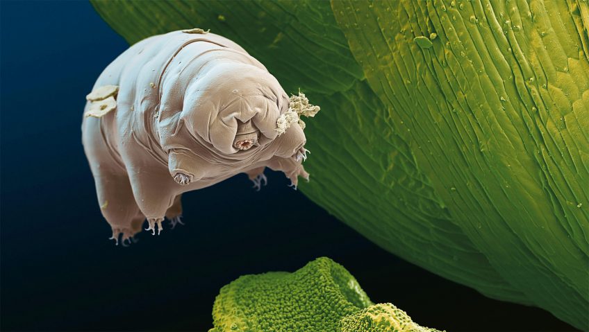 Les tardigrades à la conquête pacifique du monde