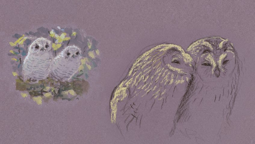 La vie de famille des chouettes hulottes dessin