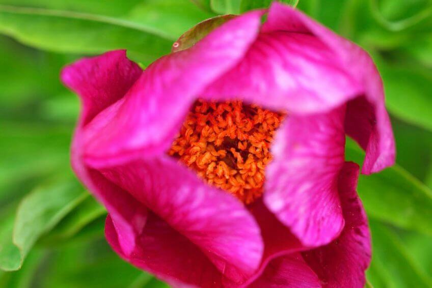 zigzag balade escapade pivoine tessin salamandre ariane