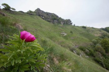 zigzag balade escapade pivoine tessin salamandre ariane
