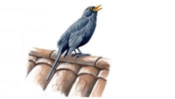 Merle noir Merle noir