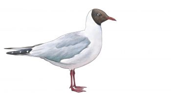 Mouette rieuse Mouette rieuse