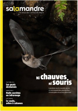 Salamandre 230 Ni chauves ni souris Chauves-souris Salamandre 230