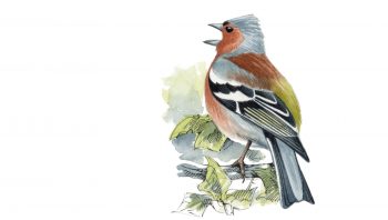 Pinson des arbres Pinson des arbres