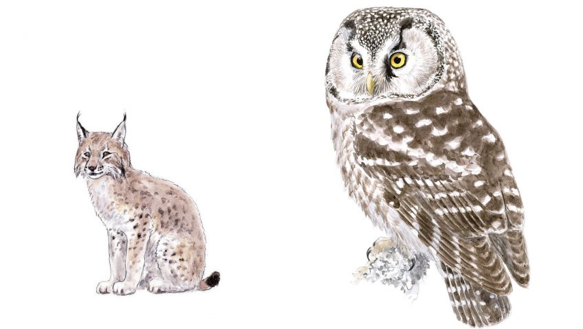 Chouette de Tengmalm et Lynx boréal