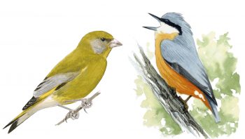 Verdier d'Europe et sittelle torchepot Verdier d'Europe et sittelle torchepot