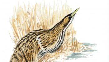 Butor étoilé ou grand butor