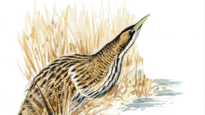 Dessin de butor étoilé