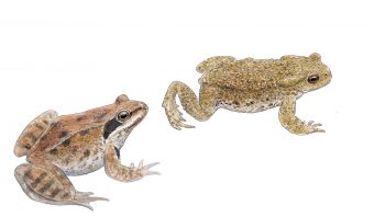 Grenouille rousse et crapaud commun Grenouille rousse et crapaud commun