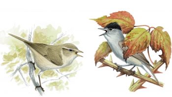 Pouillot véloce et fauvette à tête noire Pouillot véloce et fauvette à tête noire