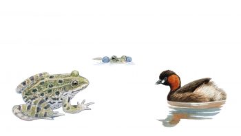 Grenouille rieuse et grèbe castagneux