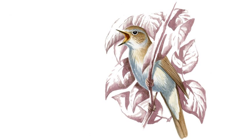 Rossignol philomèle