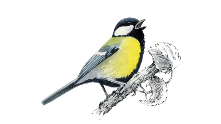 Mésange charbonnière