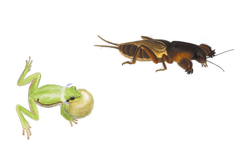 Rainette verte et courtilière