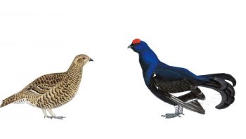 Têtras-lyres femelle et mâle Têtras-lyres femelle et mâle