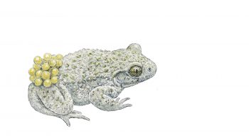 Crapaud accoucheur