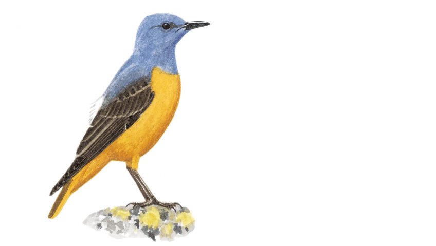 Monticole de roche mâle