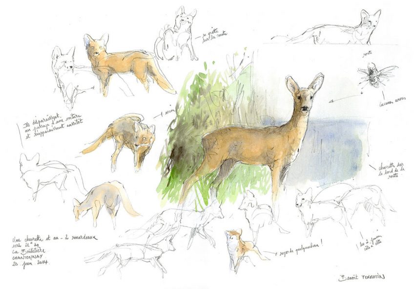 Renardeaux par Benoit Perrotin