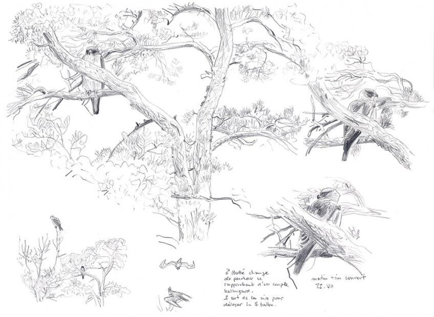 Aigle botté par Alban Larousse