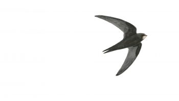 Martinet noir Martinet noir