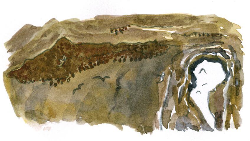 Colonie de minioptères de Schreibers