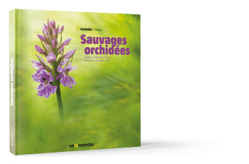 Sauvages orchidées