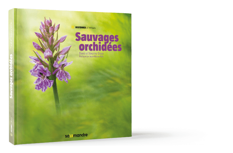 Sauvages orchidées