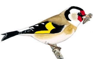 Chardonneret élégant