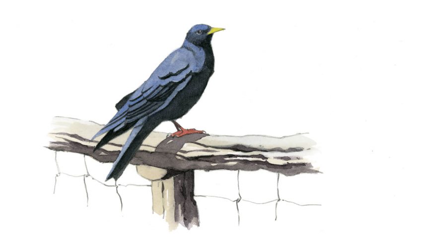 Chocard à bec jaune