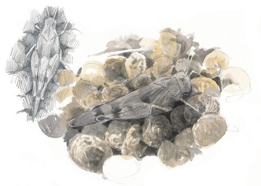 Criquet oedipode turquoise par Sylvain Leparoux