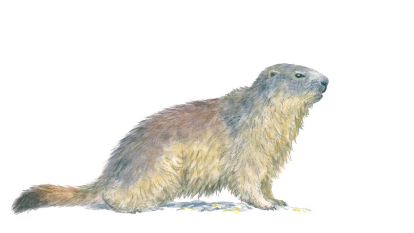 Marmotte des Alpes