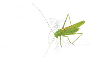 Grande sauterelle verte