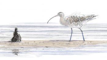 Courlis cendré Courlis cendré