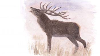 Cerf élaphe durant le brame Cerf élaphe durant le brame