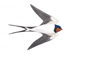 Hirondelle rustiquer