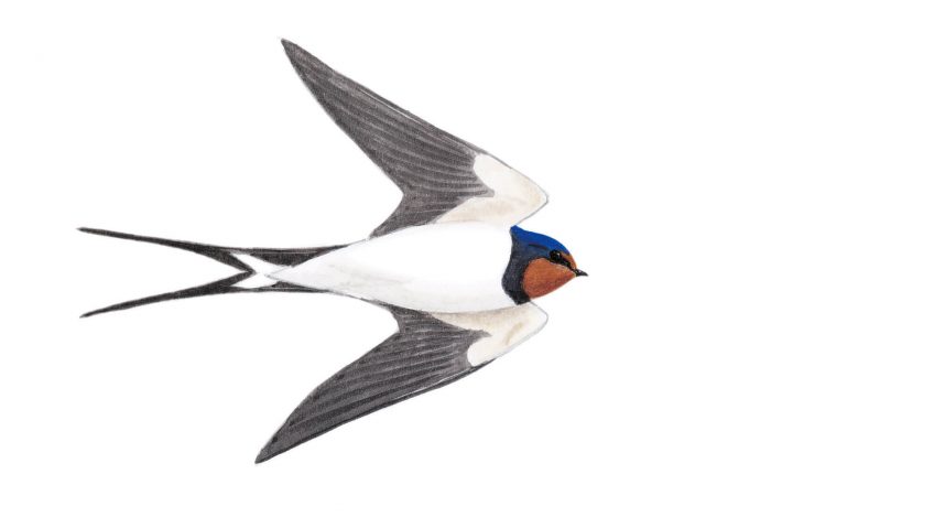 Hirondelle rustiquer