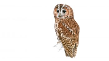 Chouette hulotte Chouette hulotte