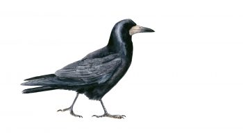 Corbeau freux Corbeau freux