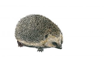 Hérisson Hérisson