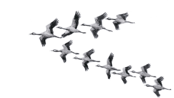 Grues en migration Grues en migration