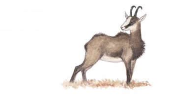 Chamois Chamois