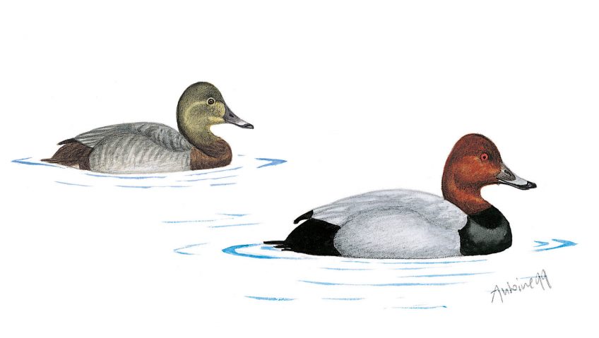 Fuligules milouins femelle et mâle