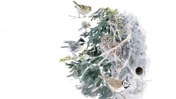 Chouette chevêchette houspillée par des passereaux (ici roitelet huppé, mésange noire et mésange huppée) Chouette chevêchette houspillée par des passereaux (ici roitelet huppé, mésange noire et mésange huppée)