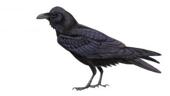 Grand corbeau Grand corbeau