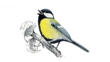 Mésange charbonnière Mésange charbonnière