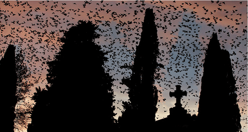 Etourneaux à Rome, proies du faucon pèlerin