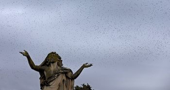 Vol d'étourneaux sansonnets au-dessus du cimetière du Verano. / © © Alessandro Staehli