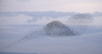 Vol d'étourneaux sansonnets au-dessus du cimetière du Verano. / © Alessandro Staehli