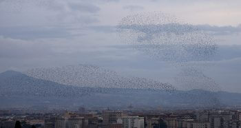 Vol d'étourneaux sansonnets au-dessus du cimetière du Verano. / © © Alessandro Staehli