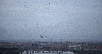 Vol d'étourneaux sansonnets au-dessus du cimetière du Verano. / © © Alessandro Staehli